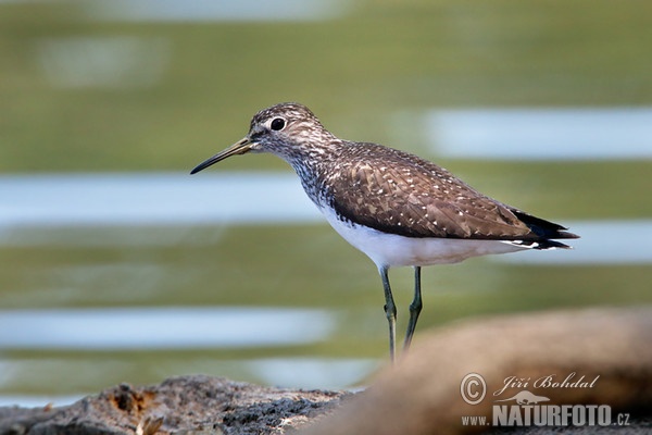 Vodouš kropenatý (Tringa ochropus)