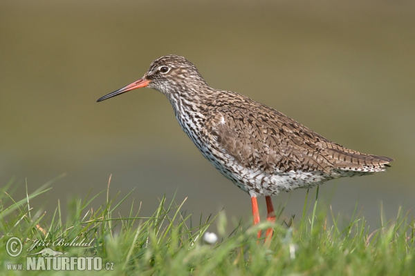 Vodouš rudonohý (Tringa totanus)