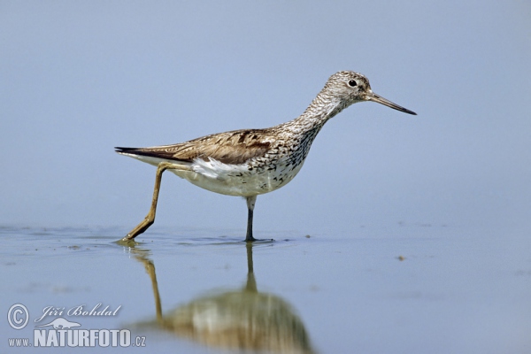 Vodouš šedý (Tringa nebularia)