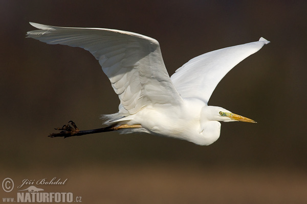 Volavka biela (Casmerodius albus)