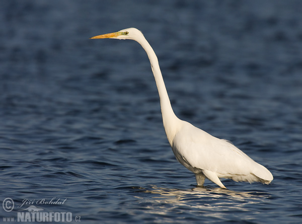 Volavka biela (Casmerodius albus)