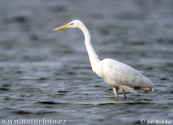 Volavka biela (Casmerodius albus)