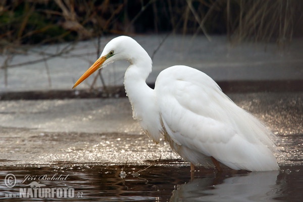 Volavka biela (Casmerodius albus)