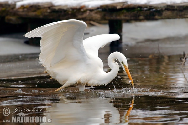 Volavka biela (Casmerodius albus)