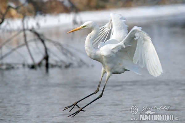 Volavka biela (Casmerodius albus)