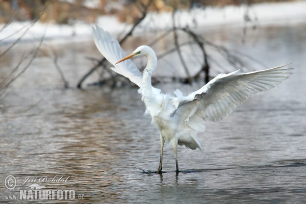 Volavka biela (Casmerodius albus)