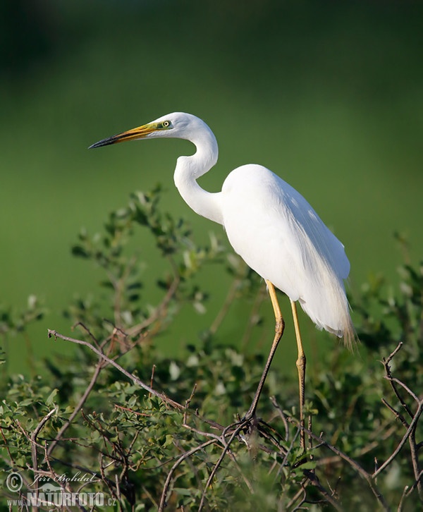 Volavka biela (Casmerodius albus)