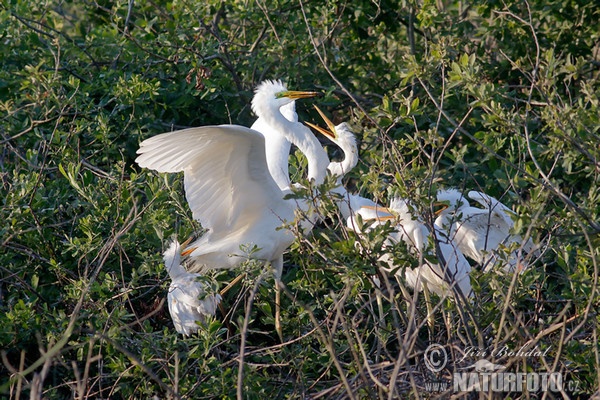 Volavka biela (Casmerodius albus)