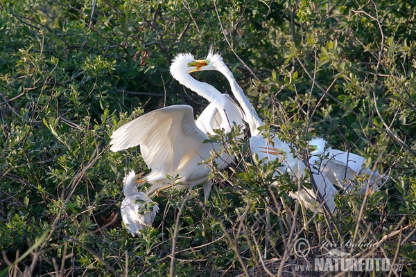 Volavka biela (Casmerodius albus)