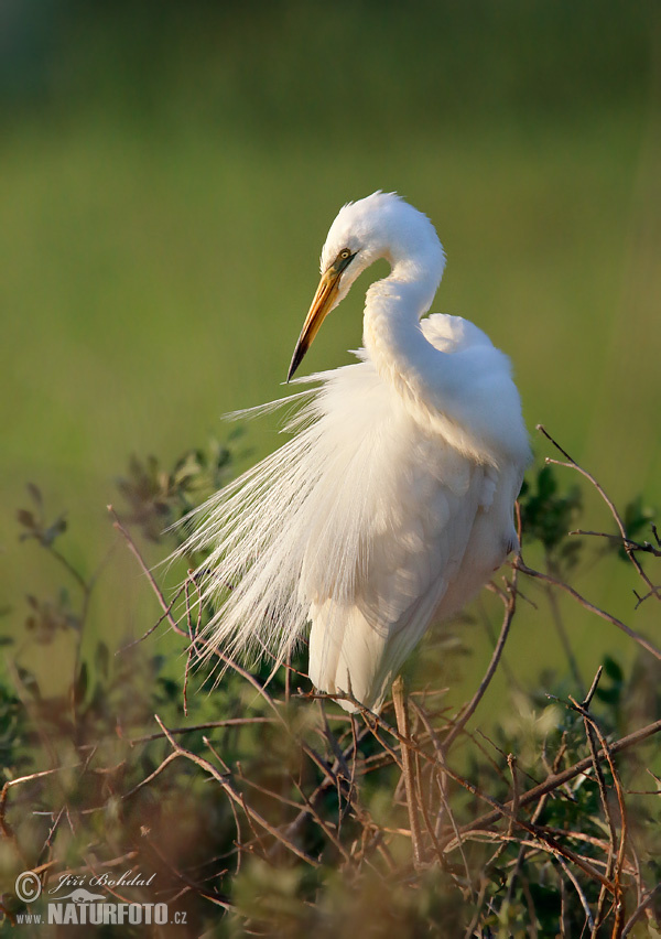 Volavka biela (Casmerodius albus)