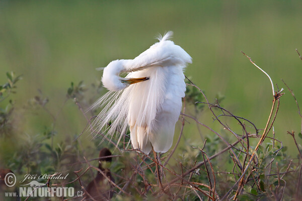 Volavka biela (Casmerodius albus)