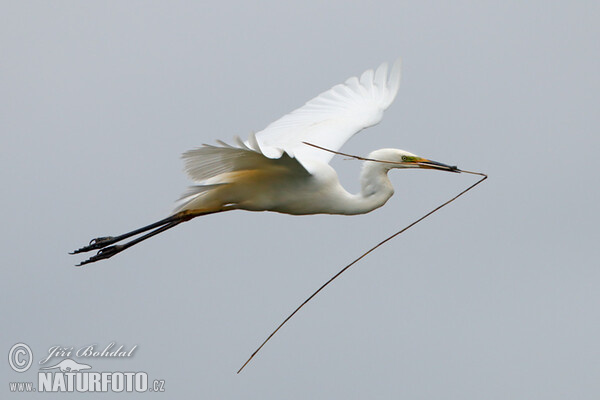 Volavka biela (Casmerodius albus)