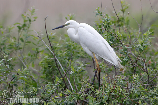 Volavka biela (Casmerodius albus)