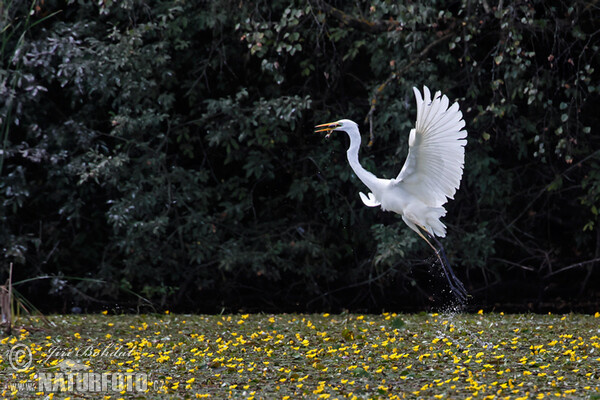 Volavka biela (Casmerodius albus)