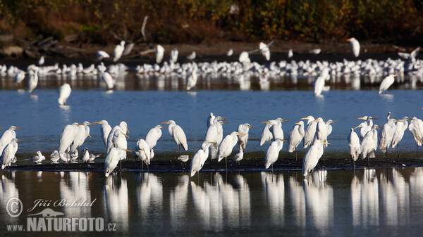 Volavka biela (Casmerodius albus)