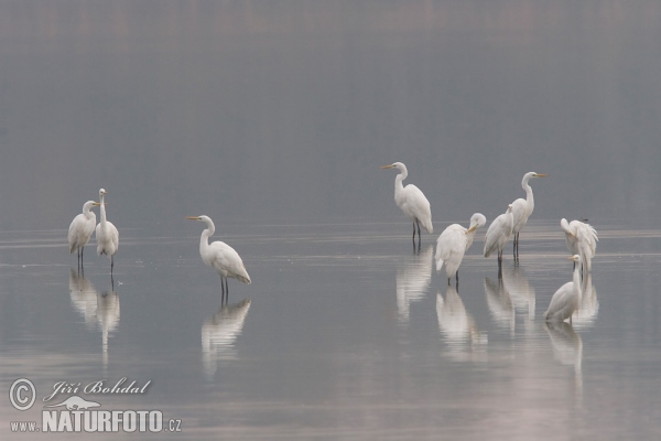 Volavka biela (Casmerodius albus)