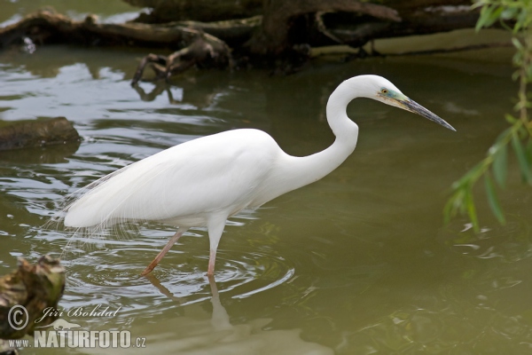 Volavka biela (Casmerodius albus)