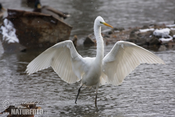 Volavka biela (Casmerodius albus)