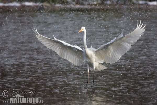 Volavka biela (Casmerodius albus)