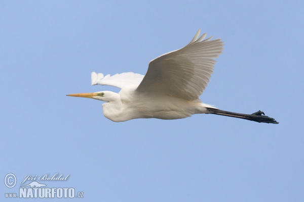 Volavka biela (Casmerodius albus)