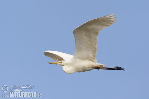 Volavka biela (Casmerodius albus)