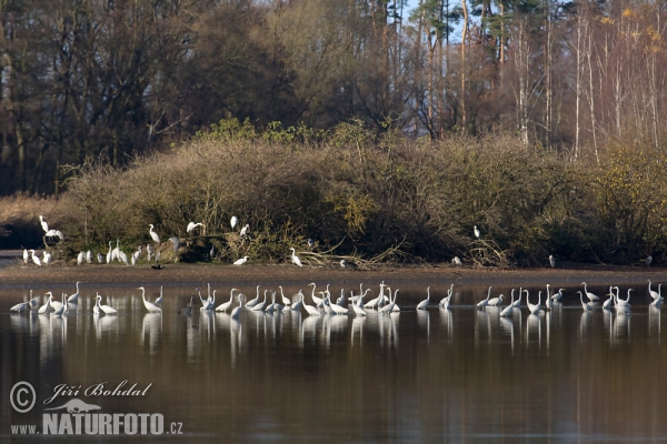 Volavka biela (Casmerodius albus)