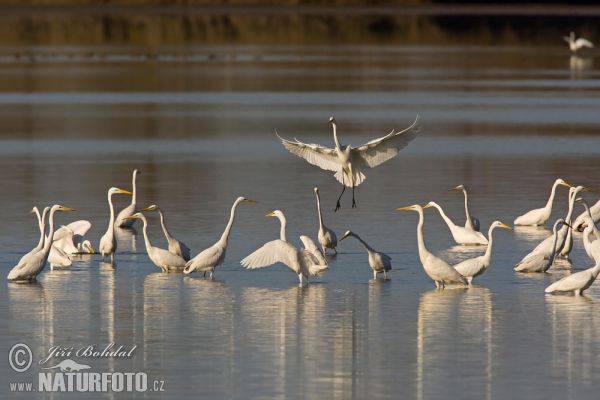 Volavka biela (Casmerodius albus)