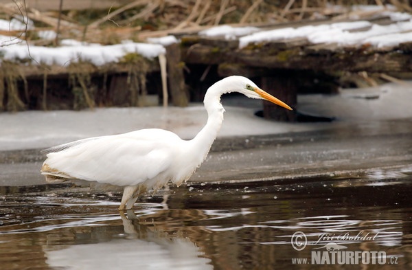 Volavka bílá (Casmerodius albus)