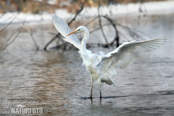 Volavka bílá (Casmerodius albus)