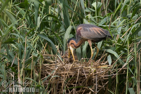 Volavka červená (Ardea purpurea)