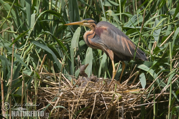 Volavka červená (Ardea purpurea)