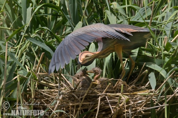 Volavka červená (Ardea purpurea)