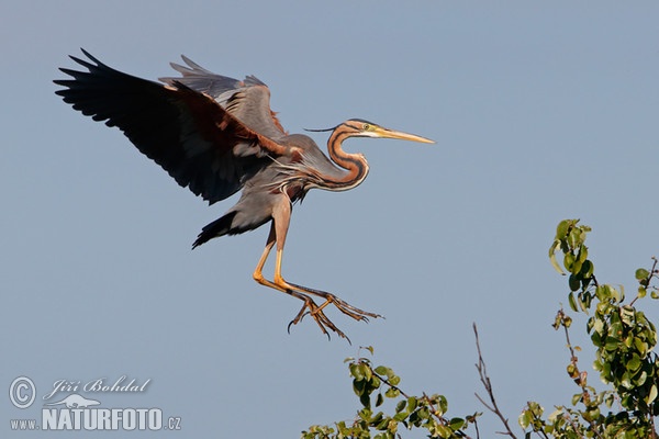 Volavka červená (Ardea purpurea)