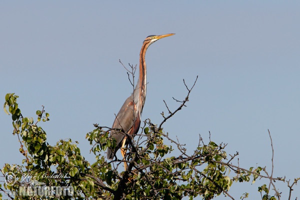 Volavka červená (Ardea purpurea)