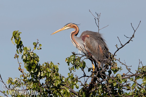 Volavka červená (Ardea purpurea)