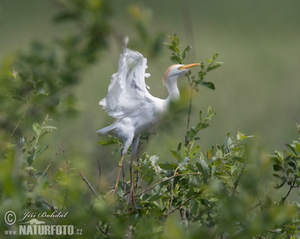 Volavka chochlatá (Bubulcus ibis)