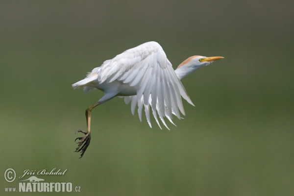 Volavka chochlatá (Bubulcus ibis)