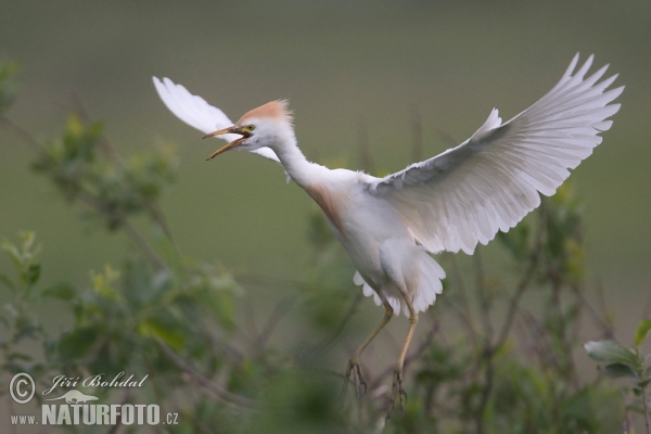 Volavka chochlatá (Bubulcus ibis)