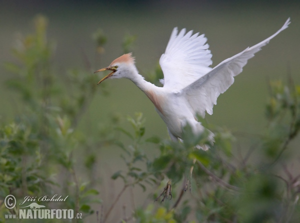 Volavka chochlatá (Bubulcus ibis)