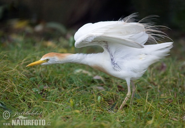 Volavka chochlatá (Bubulcus ibis)