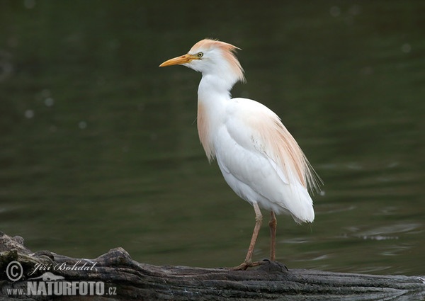 Volavka chochlatá (Bubulcus ibis)