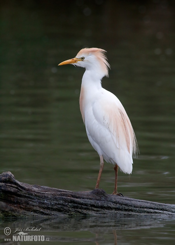 Volavka chochlatá (Bubulcus ibis)