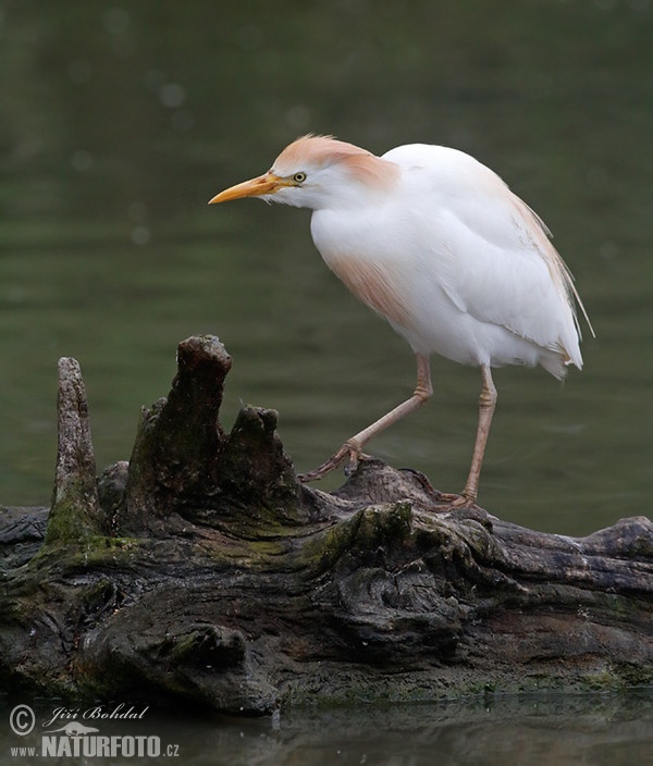 Volavka chochlatá (Bubulcus ibis)