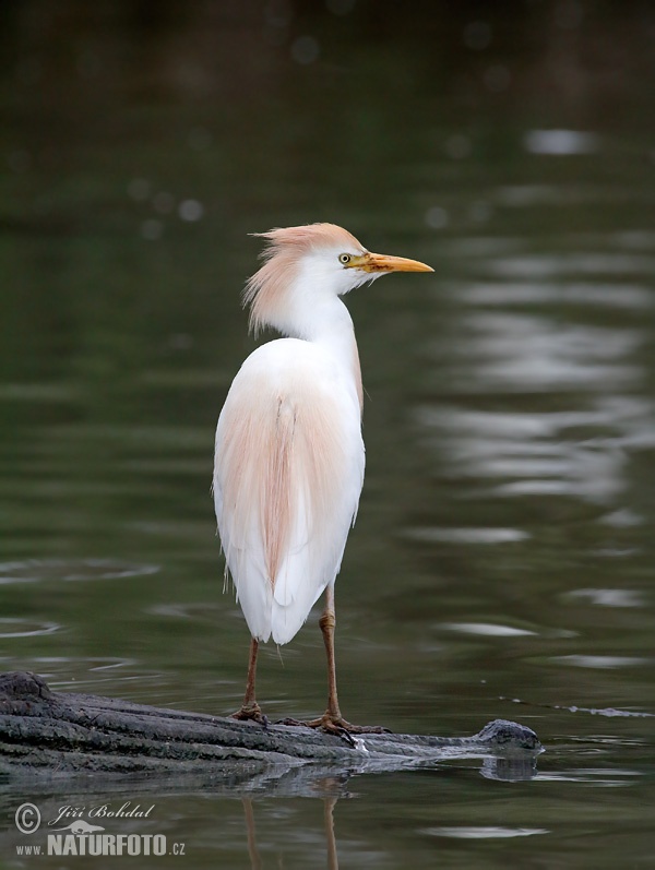 Volavka chochlatá (Bubulcus ibis)