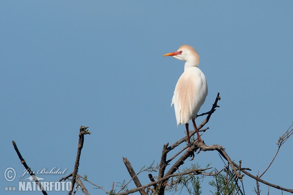 Volavka chochlatá (Bubulcus ibis)