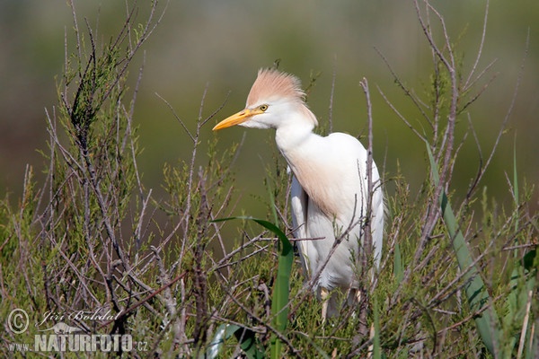 Volavka chochlatá (Bubulcus ibis)