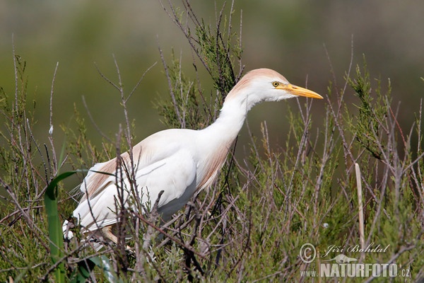 Volavka chochlatá (Bubulcus ibis)