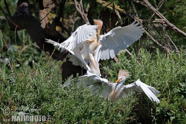 Volavka chochlatá (Bubulcus ibis)