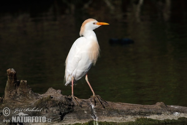 Volavka chochlatá (Bubulcus ibis)