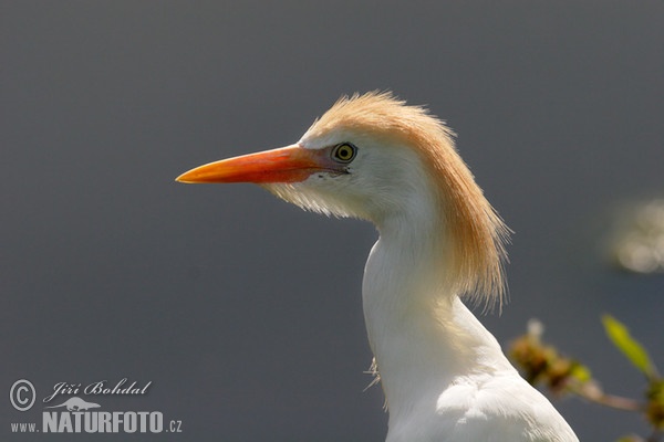 Volavka chochlatá (Bubulcus ibis)